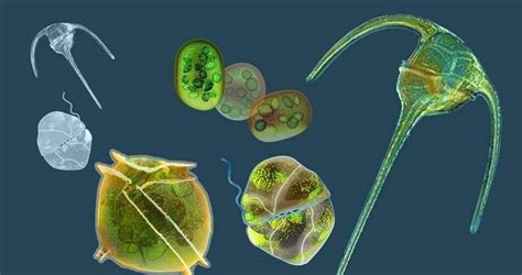 Phytoplankton - Alchetron, The Free Social Encyclopedia