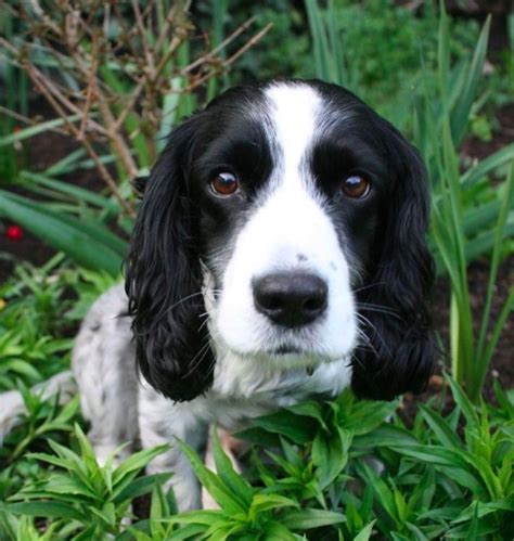 American Cocker Spaniel Black And White