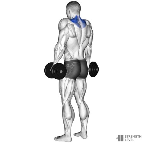 Dumbbell Shrug Standards for Men and Women (lb) - Strength Level