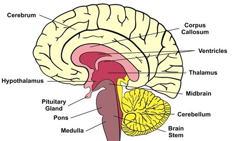 Short-Term Memory Loss: Definition, Causes & Tests | Live Science