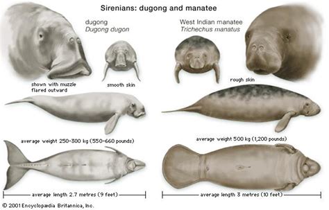 Manatee vs. Dugong - What’s the Difference? | Dip 'N Dive | Dugong ...