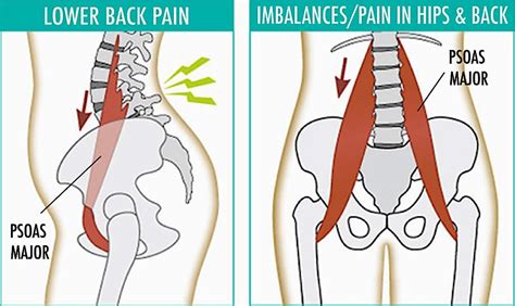 Psoas Muscle Stretches and Exercises | Live Love Fruit