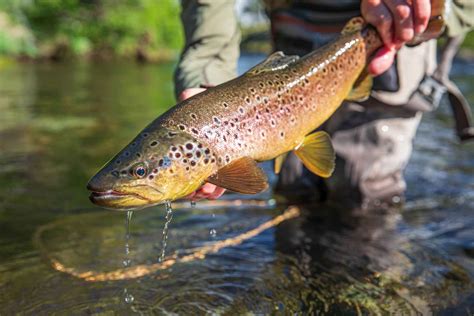 Quick takes: 12 trout fishing tips | Hatch Magazine - Fly Fishing, etc.