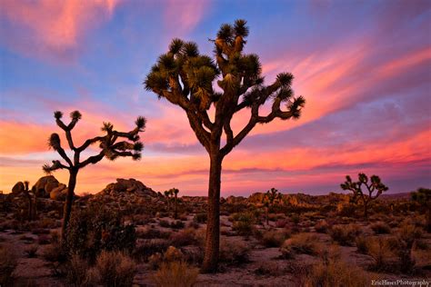 Joshua Tree Sunset | Best Viewed on Black 5D Mark II Zeiss 2… | Flickr