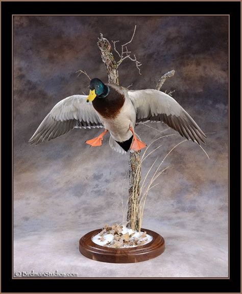 Birdman Studios Waterfowl Taxidermy * Upland & Bird Taxidermy * Duck ...