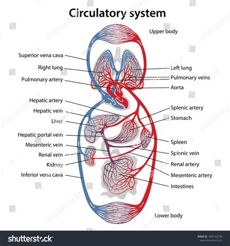 Human Circulatory System Diagram Circulatory System Stock Vector ...