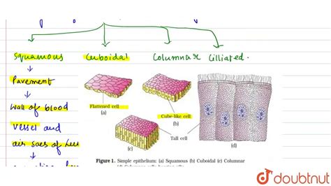 Epithelial Tissue Labeled Diagram