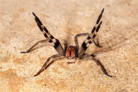 Brazilian Wandering Spider Bite - Animals Around The Globe