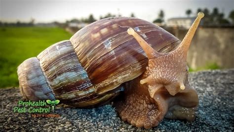 Giant African Snail Invasion - Giant African Land Snail Florida