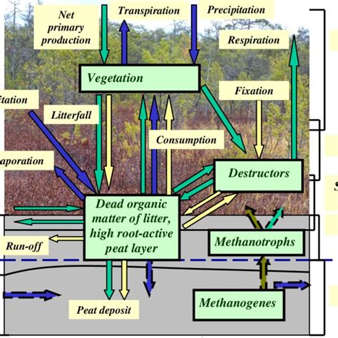 Vertical structure of biophysical processes in a spatial unit of ...