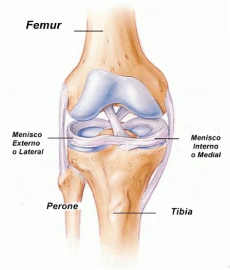 Anatomía de la rodilla - Incaro Traumatólogos