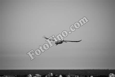 Flying Pelican - FotoFino.com