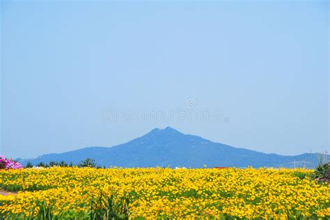 Landscape Of Jeju Island From Sunrise Peak Stock Image - Image of ...