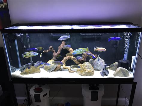 African cichlids tank