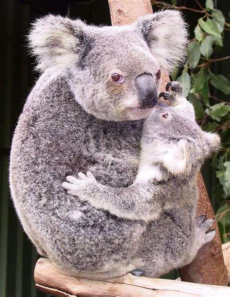 Koala Animal | Interesting Facts & Latest Pictures | All Wildlife ...