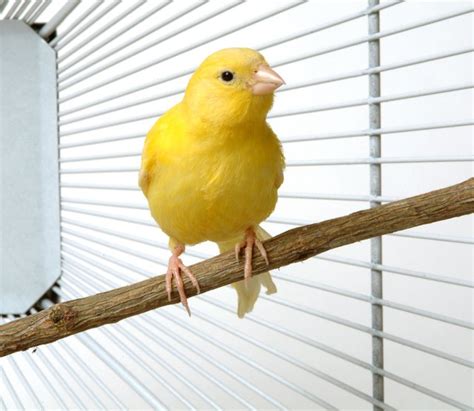 How to Train a Canary to Sing | Cuteness