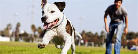 7 Dog Training Methods Reviewed! What Works for Your Pitbull?