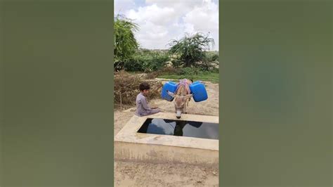 Tharparkar Culture #viral #tharparkar #Boy #Water #donkey #desert - YouTube