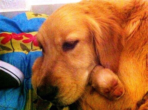 Just a dog hugging a 15 hour old Golden Retriever puppy Golden ...