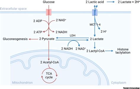 Lactic acid and lactate: revisiting the physiological roles in the ...