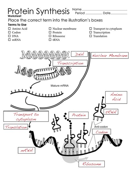 Dna To Protein Worksheet