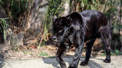 Black Panther Animal Wallpapers - Wallpaper Cave