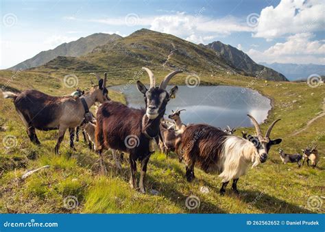 Herd of Goats in the Mountains by the Lake, Carnic Alps Stock Photo ...