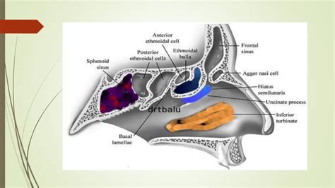 Surgical anatomy of osteomeatal complex | PPT