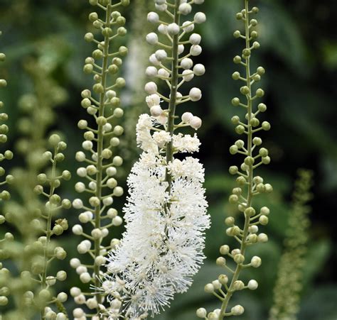 Actaea racemosa var. cordifolia BLACK COHOSH - SeedScape