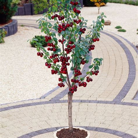 Cherry Kordia (Patio) - Patio & Dwarf Fruit Trees - Fruit Trees ...