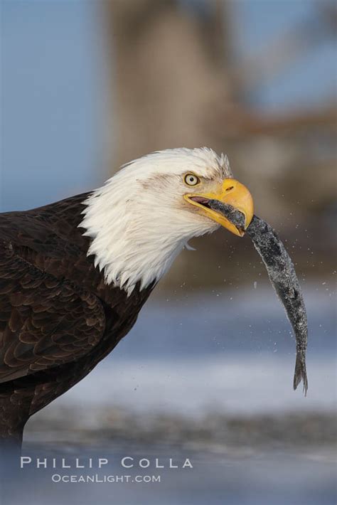 Bald eagle eating a fish, Haliaeetus leucocephalus, Kachemak Bay, Homer ...