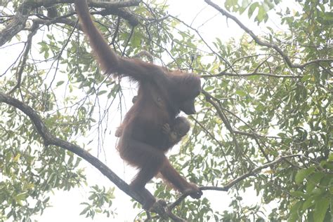 Malaysia announces sweeping new protections for orangutans