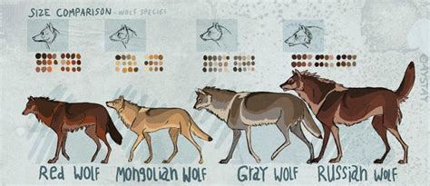 Size comparison by AYSTAY on DeviantArt | North american wolf, Maned ...