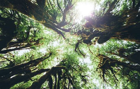 Wallpaper forest, trees, nature, Olympic National Park, Hoh Rain Forest ...