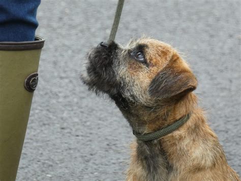 Border Terrier | Puppy Training | Tessleymoor Gundogs