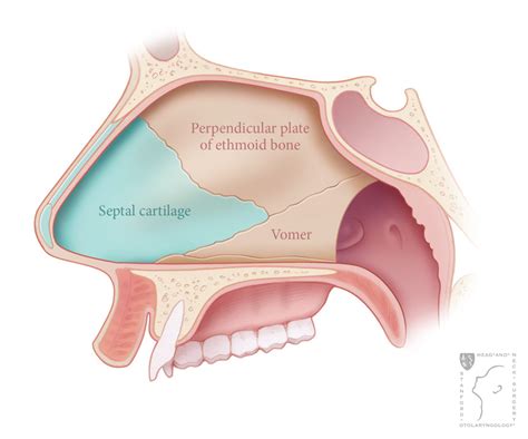 Septoplasty | Stanford Health Care