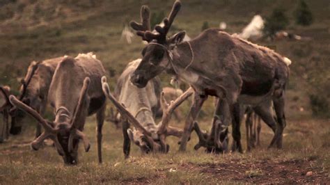 reindeer | Habitat, Diet, & Facts | Britannica.com