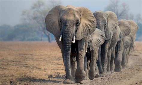 Teaching Tools about Elephants | Educators Toolkits | WWF