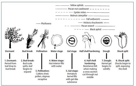 Growth Stages of Pecan in 2022 | Pollination, Healthy landscape, Pecan