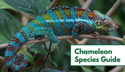 70+ Types of Chameleons (With Pictures): Chameleon Species Guide