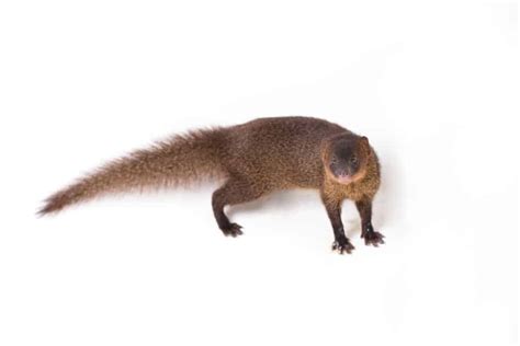 Mongoose vs Meerkat: 5 Key Differences - A-Z Animals