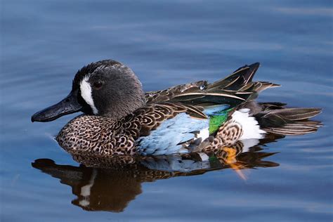 Male blue-winged teal | BirdForum