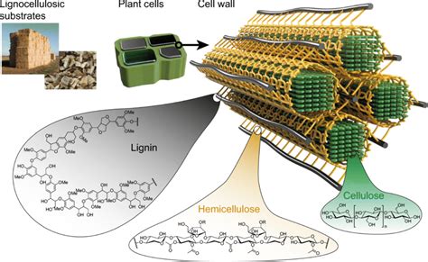 Cellulose Plant Cell