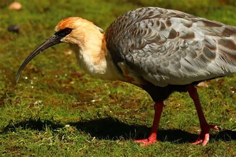 Ibis Symbolism And Meaning: A Journey Of Discovery