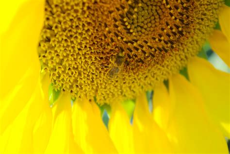 bee on sunflower Free Photo Download | FreeImages