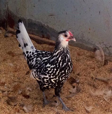 ISO: Silver Spangled Hamburg Rooster | Page 5 | BackYard Chickens ...