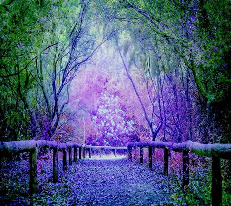 Purple Forest Wallpapers - Top Free Purple Forest Backgrounds ...