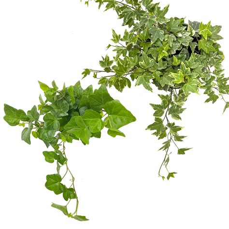 English Ivy Care Guide | Planterina