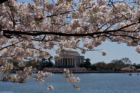 Jefferson Memorial during the Cherry Blossom Festival in Washington D.C ...