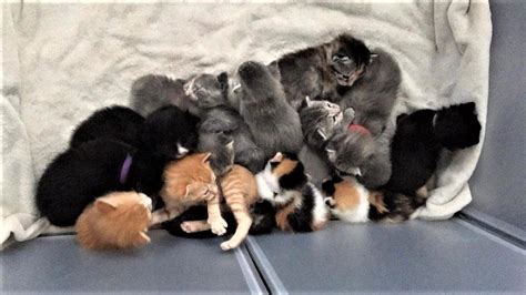 Two AMEOWzing Mother Cats Nurse A Total of 14 Kittens From Different ...